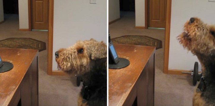 Hund Stanley vermisst seinen Besitzer enorm, also ruft dieser ihn an – als er antwortet, lachen wir Tränen!
