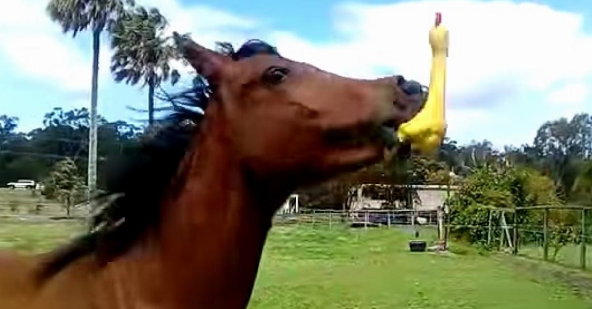 Das Pferd findet ein gelbes Gummihuhn auf der Weide. Bei 0:17 halte ich mir den Bauch vor Lachen!