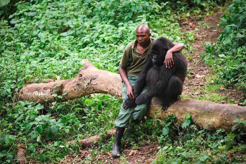 Parkwächter geht auf Gorilla zu, der seine Mutter verloren hat – schau dir seine bewegende Reaktion an!