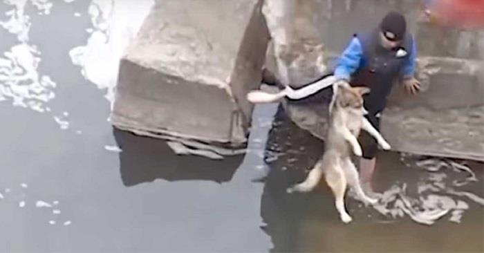 Der Mann rettet den Hund vorm Ertrinken – schau, wie dieser dann reagiert!