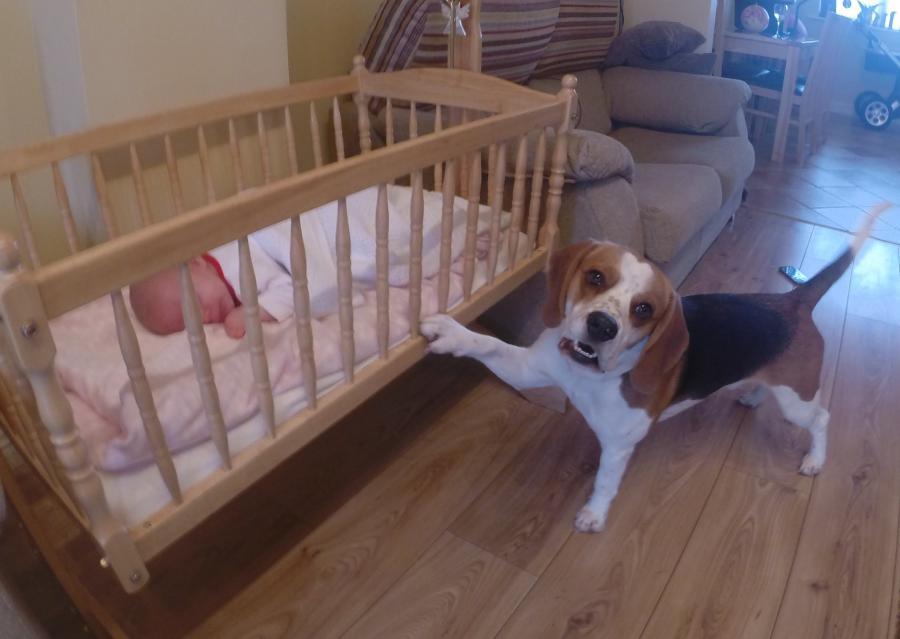 Das Baby weint – aber selbst die Mutter ist überrascht, auf welche Lösung der Familienhund kommt!
