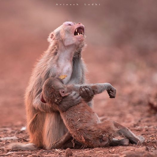 Affenmutti zeigt ihre wahren Gefühle, als sie ihr Baby hält – So rührend!