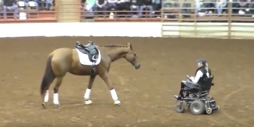 Das Pferd trabt zu der Frau in dem Rollstuhl – Momente später ist das gesamte Publikum überrascht!