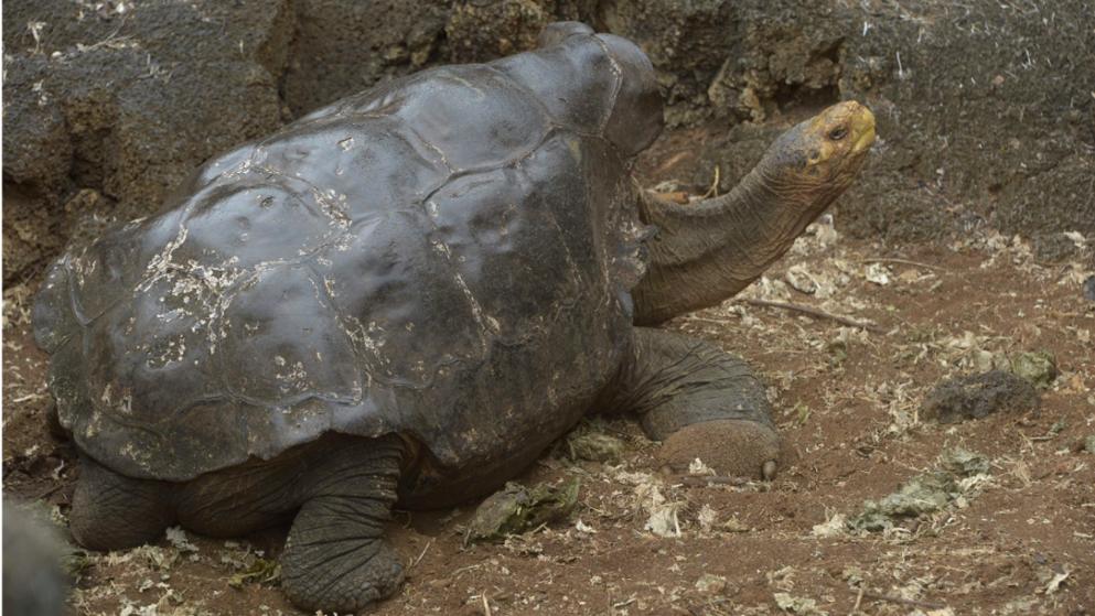 Geile Schildkröte (100) rettet ihre Art vorm Aussterben!