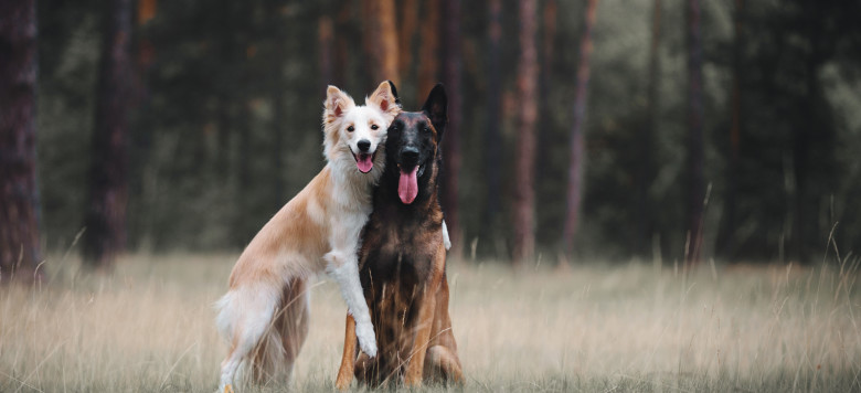 Beste Freunde: Mutiger Hund schützt verletzte Hundefreundin vor dem sicheren Tod!
