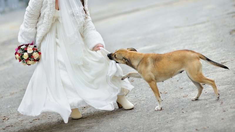Die Teenagerin schleicht mit einer Bombe unterm Kleid auf die Hochzeit. Dieser Hund opfert für die ahnungslosen Gäste sein Leben.