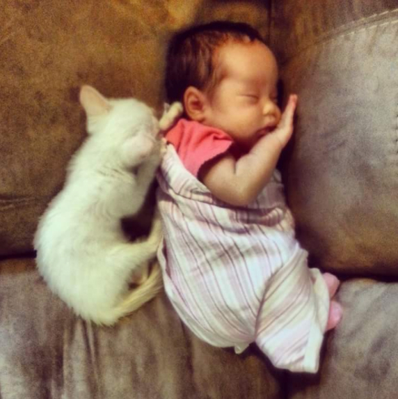 Als das neugeborene Mädchen und die kleine Katze sich sehen, passiert etwas Wunderbares. Unglaublich, was dieses Kind kann!