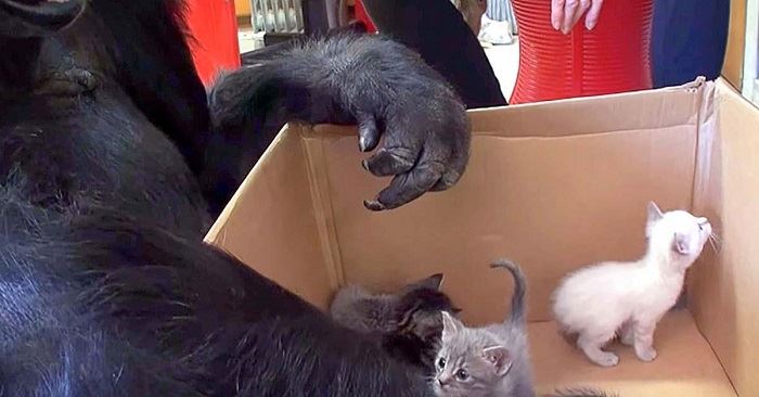 Gorilla bekommt eine Box voller Kätzchen als Überraschung – schau dir ihre Reaktion an!