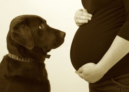 20 Fotos von Hunden, die darauf warten, dass das Baby kommt.