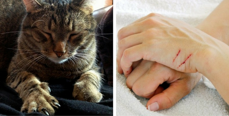 Diese gefährliche Krankheit wird übertragen, wenn eure Katze euch kratzt. So könnt ihr euch schützen