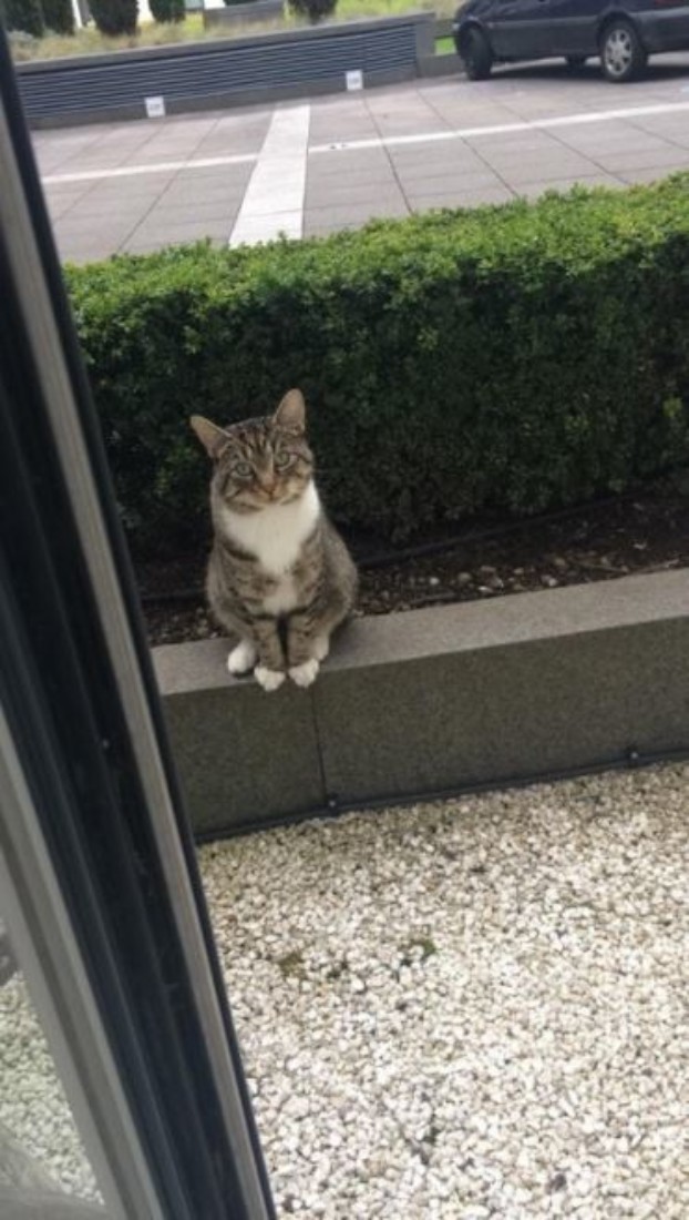 Nachbars Katze wartet höflich auf ihren Freund