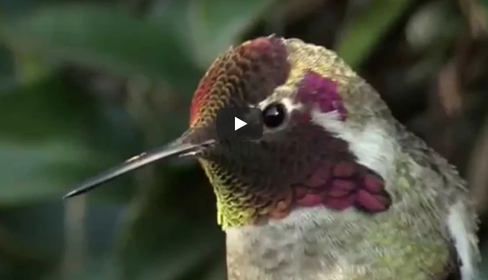 Die Kamera zoomt auf den Kolibri. Doch schau was passiert, wenn er den Kopf dreht – ich traue meinen Augen nicht!