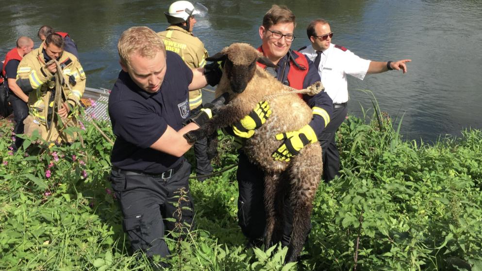 Feuerwehr rettet Nichtschwimmer-Schaf aus der Ruhr!