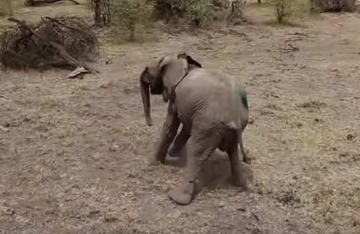Sie schießen mit einem Pfeil auf ihr Kind. Wie die Elefantenmutter dann reagiert, ist herzzerreißend.