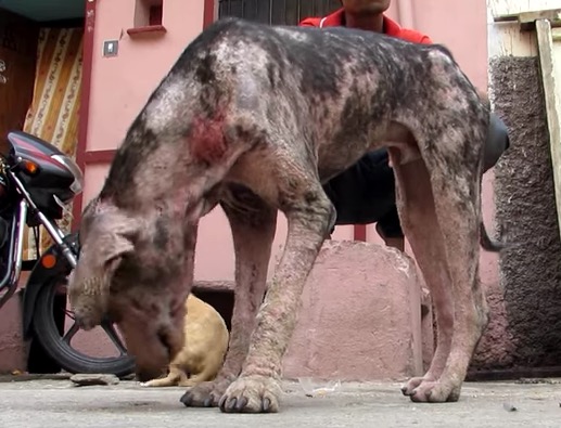 Der Mann trägt den entkräfteten Hund mit offenen Wunden aus der Gasse. Diese Verwandlung vollzieht er in nur 4 Wochen!