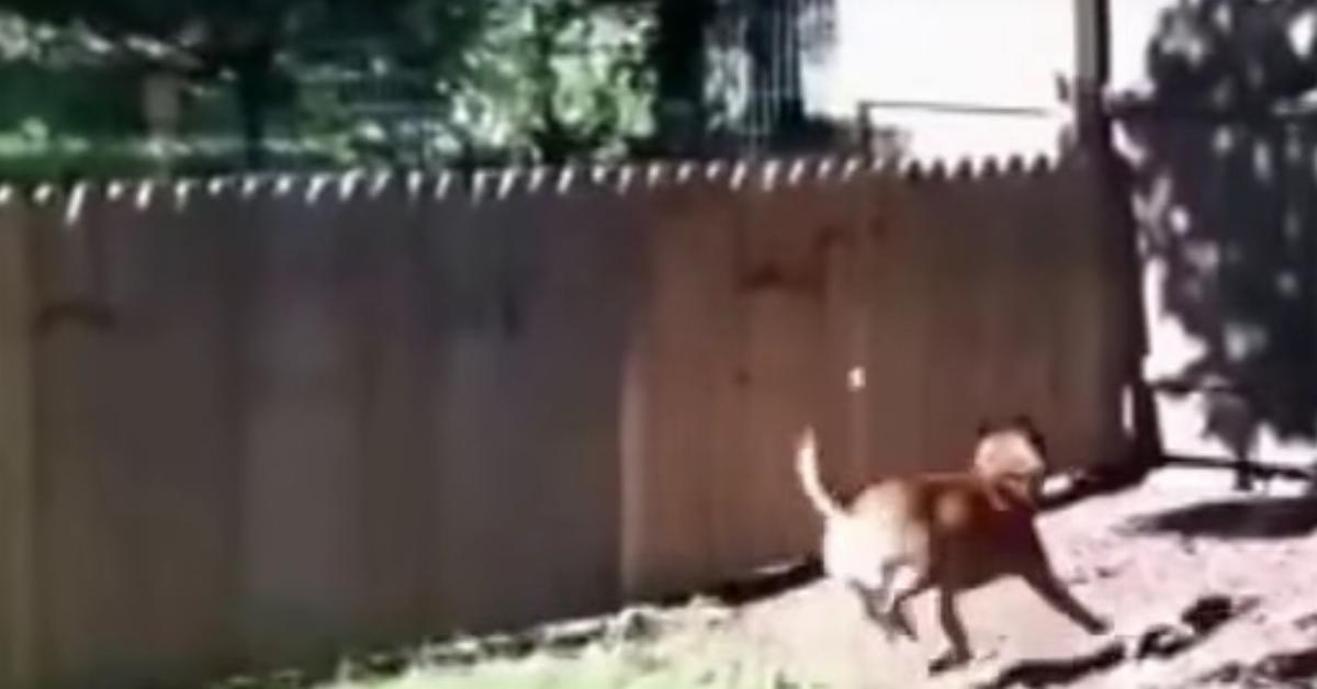 Der Mann filmt stolz den frisch gebauten Zaun. Doch achte auf den Hund bei 0:16!