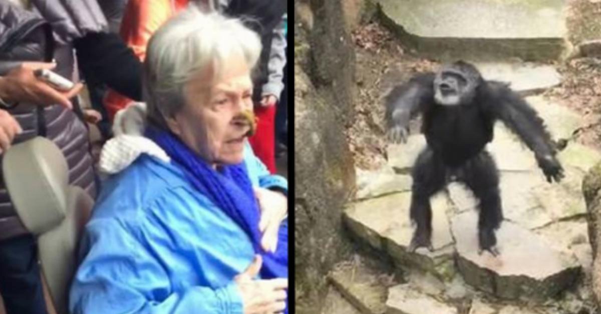 Die alte Frau freut sich den Schimpansen im Zoo zu sehen – bis er ihr das ins Gesicht wirft und ihr Lächeln sofort verschwindet!