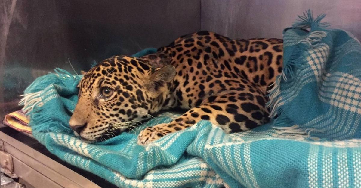 Dieser Baby Jaguar versteckt ein trauriges Geheimnis in seinem Körper. Es sind über 18 tiefe Wunden.