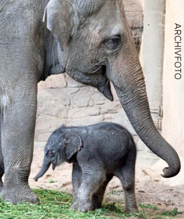 Baby-Elefant bei Hagenbeck verhungert?