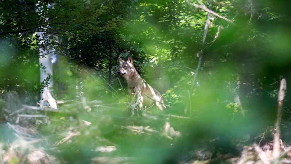 Wolf zurück im Odenwald