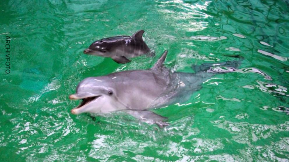 Delfin Baby im Zoo Duisburg gestorben