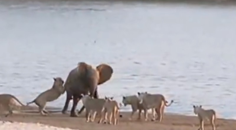 Video: Elefant kämpft gegen 14 Löwen.