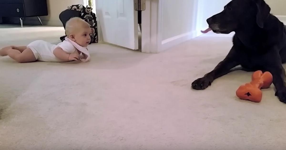 Dieses Baby krabbelt zum allerersten Mal. Die Reaktion des Hundes? Ich muss es mir immer wieder anschauen!