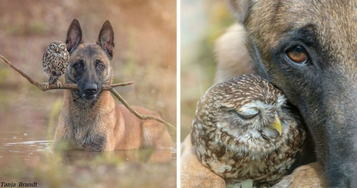 25 Fotos, die beweisen, dass echte Freundschaft sogar zwischen Eulen und Hunden sein kann