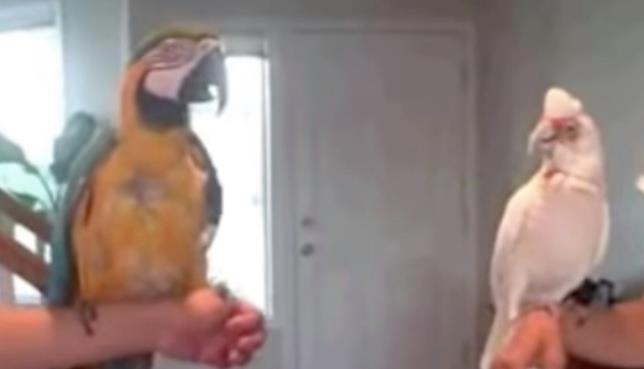 Papagei fordert seinen Freund zum Tanzwettbewerb heraus – und gibt dabei Vollgas zu einem Hit der 90er