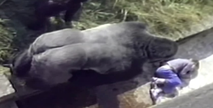 Kind fällt ins Gorilla-Gehege – und schön nähert sich ein riesiges Gorillamännchen