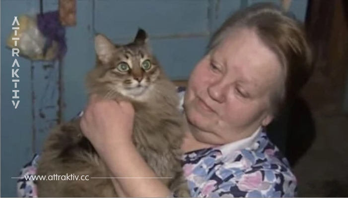 Die Frau wollte die Katze füttern. Als sie näher kam, sah sie die Katze ein Baby im kalten Karton wärmen 
