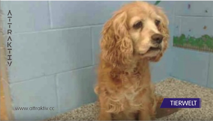 Die Familie lässt ihren 15 Jahre alten Hund im Tierheim zurück und nimmt sich einen jungen Hund!