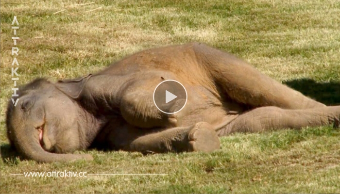 Die Elefantenmutter beugt sich über das reglose Baby und stupst es vergeblich an. Bei 0:45 gehen meine Mundwinkel jedoch automatisch nach oben.