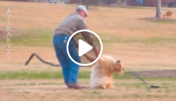 Sie sah einen unbekannten Mann DIES mit seinem Hund im Park tun, darum beschloss sie es zu filmen…