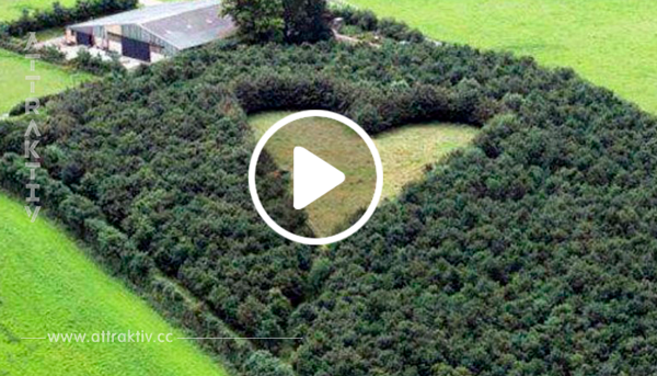 Ein Ehemann pflanzte 6.000 Bäume zu Ehren seiner Frau – 17 Jahre später wird sein Geheimnis im Wald entdeckt.