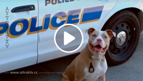Polizist verändert das Leben eines Pitbulls!