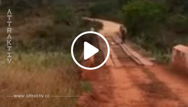 Video: Autofahrer hilft verzweifelter Stute, ihr Fohlen zu retten.