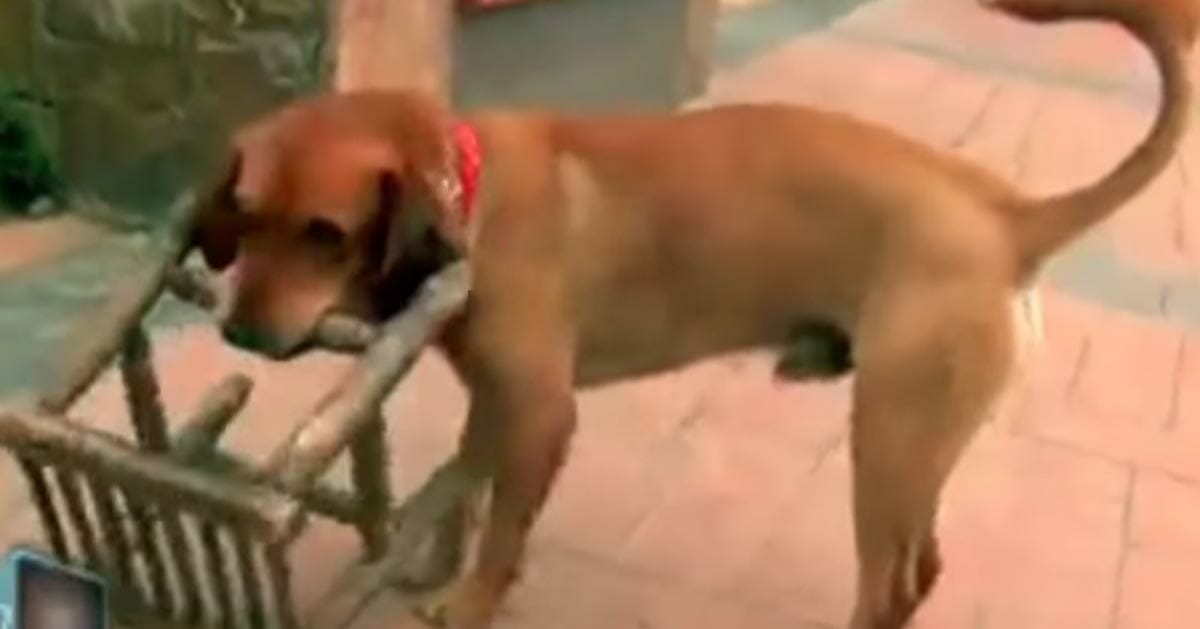 Der Hund trägt täglich einen kleinen Stuhl – jetzt bricht der Grund dafür die Herzen der ganzen Welt