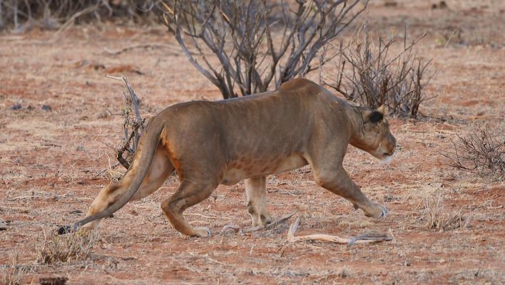 Ein Wilderer von Raubkatzen wurde von Löwen angegriffen und gegessen