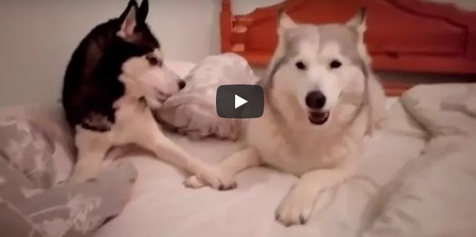Der Besitzer filmt seine zwei Hunde beim Streiten – es ist unmöglich, dabei nicht zu lachen