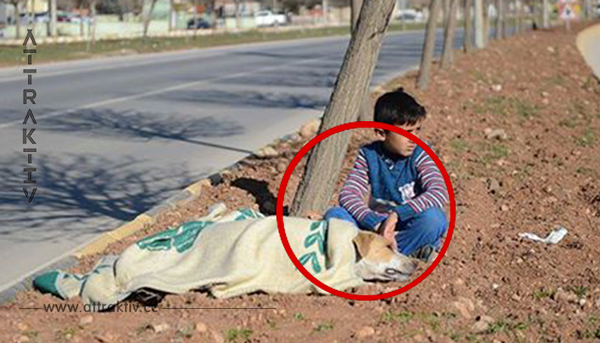 Der überfahrene Hund liegt am Straßenrand und wimmert. Was der 8 Jährige dann für ihn macht, ist unglaublich rührend.