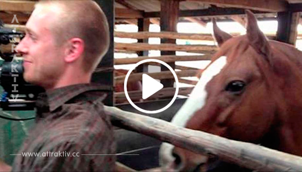 Der Kameramann versucht, nicht zu lachen – doch was das Pferd macht, bringt Tausende zum Lachen