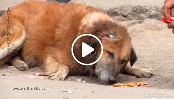 Hund Bhaloo wurde von Animal Aid gerettet!