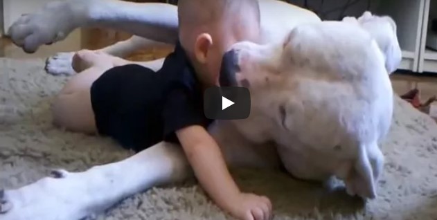 Das Baby liegt auf dem Hund – die Reaktion des Hundes wurde nun von Millionen gesehen