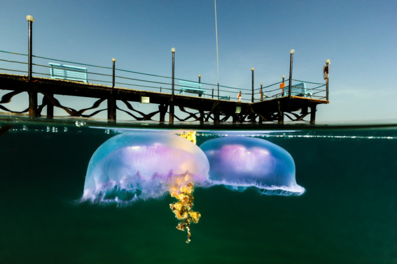 15 eindrucksvolle Unterwasser-Fotos.