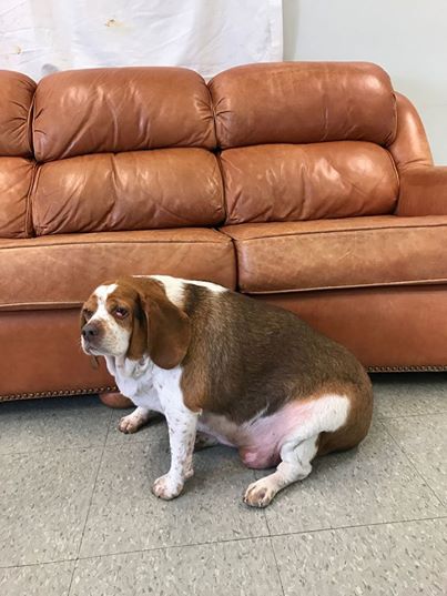 Besitzer wollte Hund einschläfern, weil er zu dick ist.