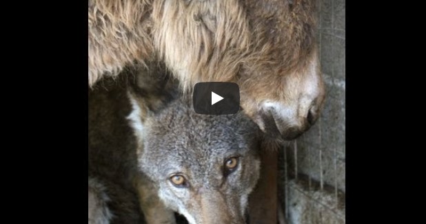 Der Esel wurde dem hungrigen Wolf zum Fressen vorgeworfen – anstatt ihn zu fressen, werden sie jedoch Freunde