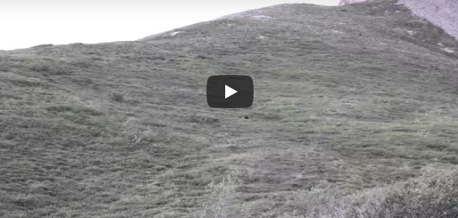 Er filmt den Bären auf dem Hügel – Momente später passiert etwas, was der Mann nicht kommen sah!