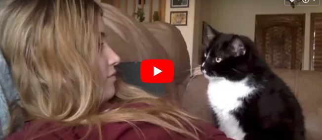 Katze springt auf das Sofa für Streicheleinheiten – schau dir seine Reaktion an, als er diese nicht bekommt