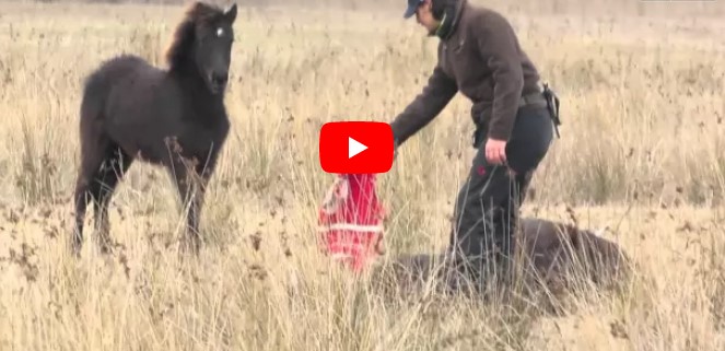 Tierarzt rettet ein angekettetes, wildes Pferd: So bedankt sich das Pferd bei ihm